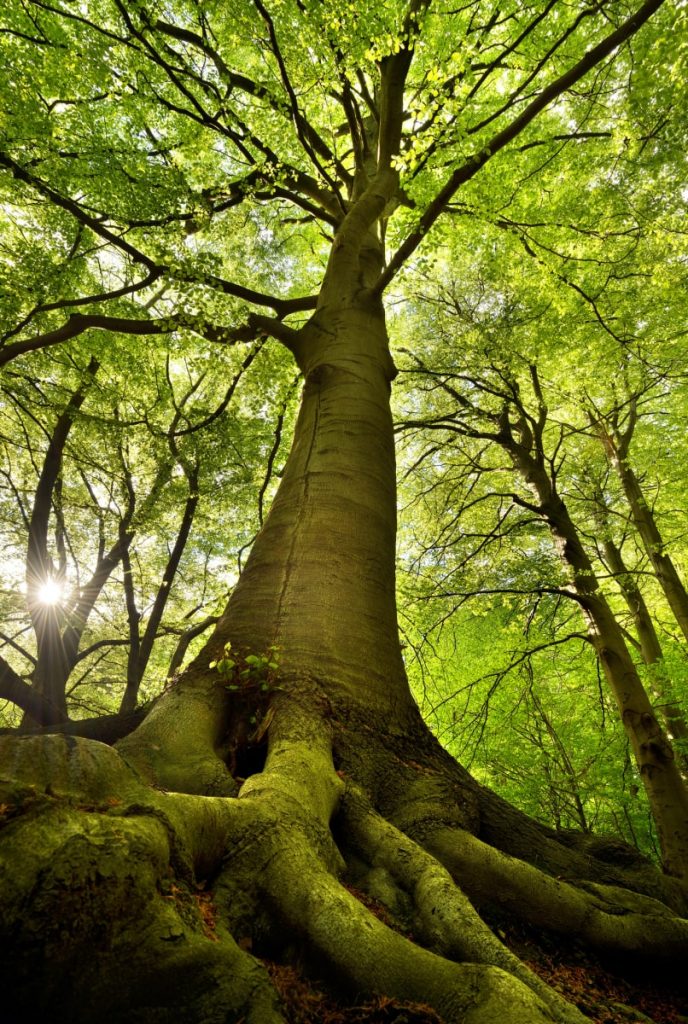 Türk mitolojisinde kayın ağacı
