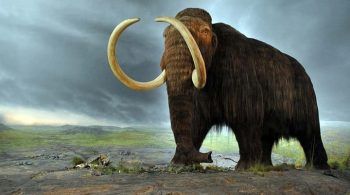 mamut evrimi nasıl oldu