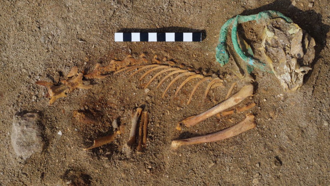 Antik Mısır�da Bulunan Mezarlık Dünyanın En Eski Evcil Hayvan Mezarlığı