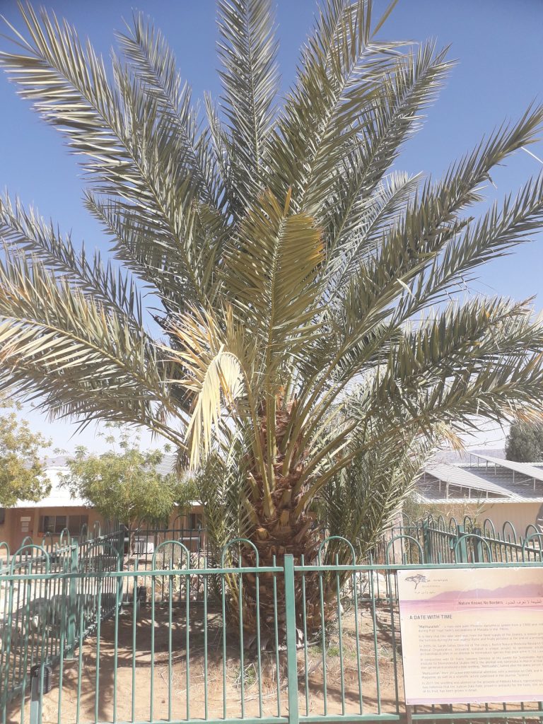 İsrail'de 2.000 yıllık çekirdekten yetişen hurma ağacı