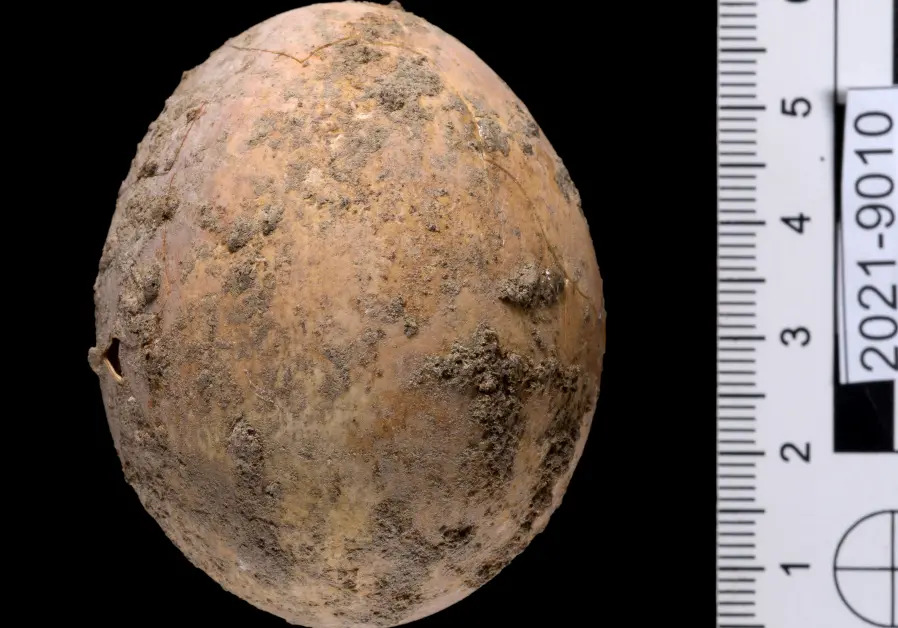 İsrail'de insan dışkısı içinde  bulunan 1000 yıllık tavuk yumurtası  (Dafna Gazit, İsrail Eski Eserler Kurumu)