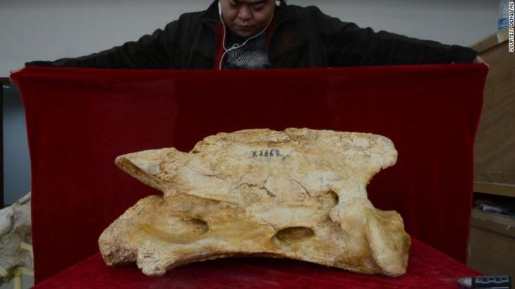 Linxia Dev Gergedanı fosili