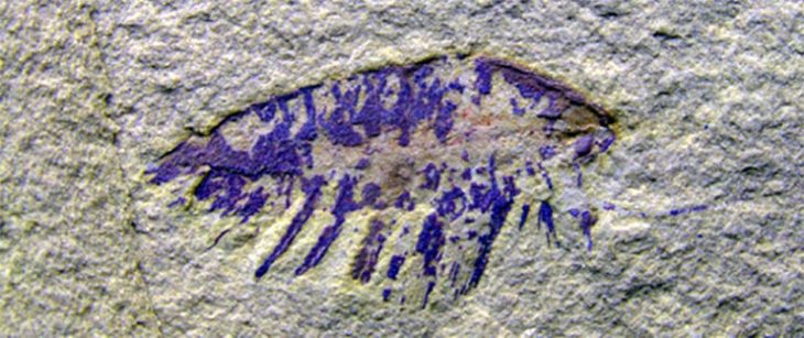 Gözleri ve iç yumuşak dokuları koruyan genç bir eklembacaklı, Isoxys auritus fosili. GÖRÜNTÜ: XIANFENG YANG, YUNNAN PALEOBİYOLOJİ ANAHTAR LABORATUVARI, YUNNAN ÜNİVERSİTESİ