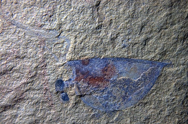 Leanchoilia illecebrosa adlı yavru eklembacaklı fosili, uzantıların ince anatomik ayrıntılarını gösteriyor ve bağırsak yolunu koruyor. GÖRÜNTÜ: XIANFENG YANG, YUNNAN PALEOBİYOLOJİ ANAHTAR LABORATUVARI, YUNNAN ÜNİVERSİTESİ