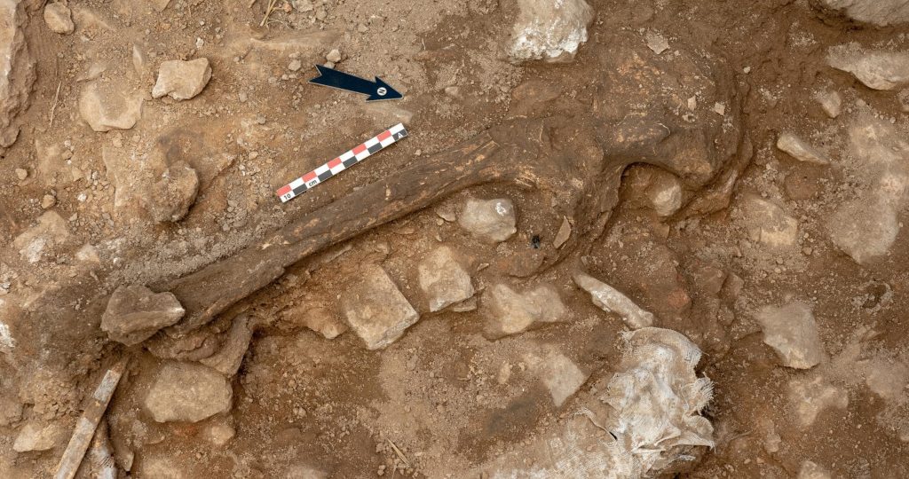 'Linya, La Noguera kadını'na ait iki uyluk kemiği, bir kol kemiği, bacak kemiği ve el ve ayak kemikleri ortaya çıkarıldı. Bir kafatası, omurgalı ve kaburgalar da keşfedildi. Fotoğraf: CENIEH