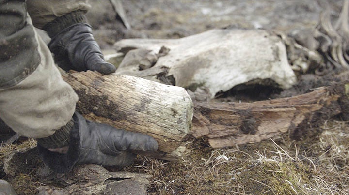 İnsan etkisi izi olmayan tek bir kemik yok'. Fotoğraf: Innokenty Pavlov/The Siberian Times