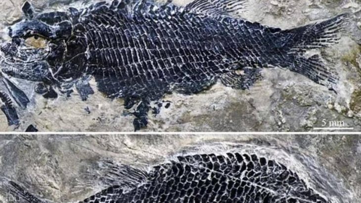 Çin'de keşfedilen 244 milyon yıllık kemikli balık fosiliÇin'de keşfedilen 244 milyon yıllık kemikli balık fosili