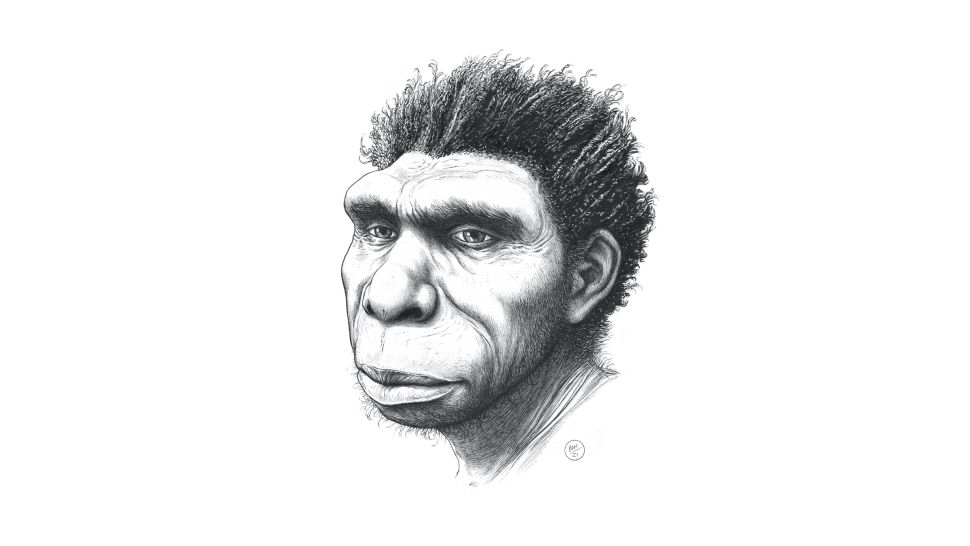 Homo bodoensis çizimi