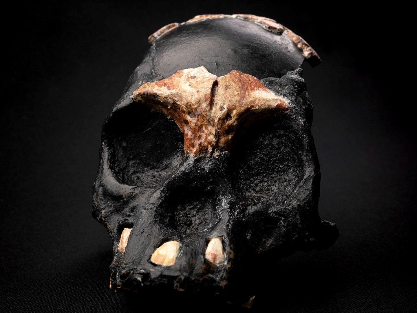 Güney Afrika'da bulunan hominid çocuk fosili