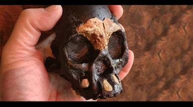 Fosil homininler için Afrika'nın en zengin bölgesini oluşturan Yükselen Yıldız Mağara Sisteminde keşfedilen bir Homo Naledi çocuğu olan Leti. ((Wits University)