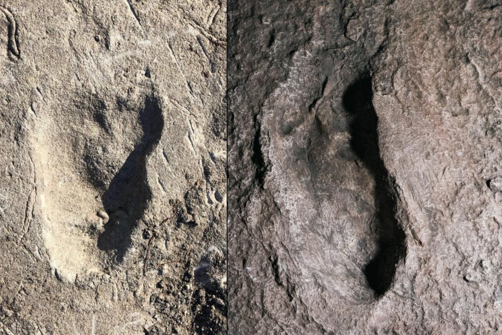 A3 (soldaki fotoğraf) ve G ayak izlerinin karşılaştırılması, A3 ve G ayak izlerinin genişlik bakımından farklılık gösterdiğini ortaya çıkardı. Sağda bir G1 kadrosu var. (Fotoğraflar Jeremy DeSilva [solda] ve Eli Burakian tarafından)