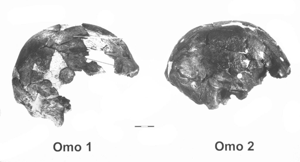 1960'larda Etiyopya'daki Omo Nehri'nde keşfedilen bu kafatasları, bilinen en eski insan fosilleri arasında yer alıyor.  M. H. Day