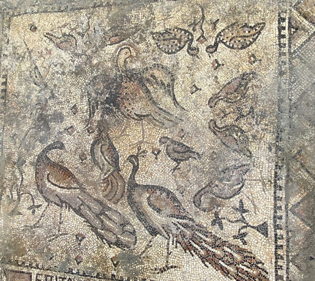 Kutsal Havariler Kilisesi'nde bulunan tavuskuş mozaiği