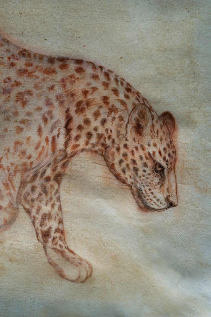 Blanca Moreno Anatolian leopard
