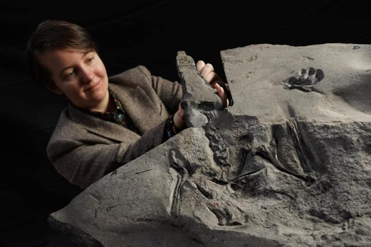 İskoçya'da ortaya çıkarılan 'mükemmel korunmuş' pterosaur fosili
