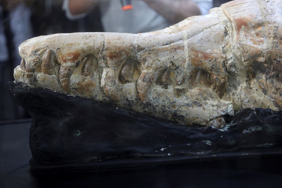 Peru'da bulunan 36 milyon yıllık basilosaurus fosilinin keskin ve uzun dişlerinin oldukça iyi korunduğu görülüyor.  Fotoğraf  REUTERS/Sebastian Castaneda