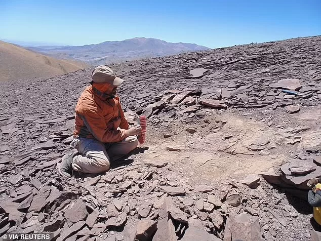 Buluntu, diğer pterosaur kalıntılarının bulunduğu başka bir yerden yaklaşık 40 mil uzakta yapıldı ve bu sürüngenlerin bir zamanlar Şili'de yaygın olduğu bir teoriyi destekliyor.