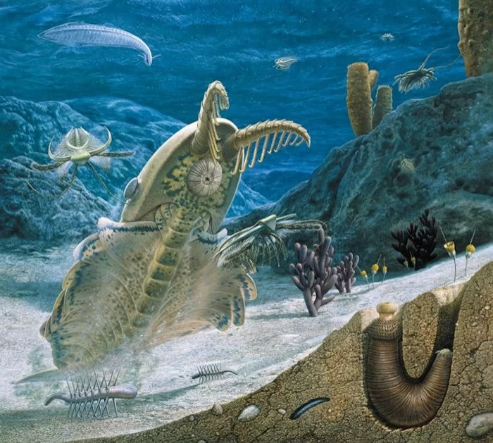 Kambriyen denizleri, yırtıcı Anomalocaris (ortada) gibi yeni hayvan türleriyle doluydu. Kredi: John Sibbick/Doğal Tarih Müzesi