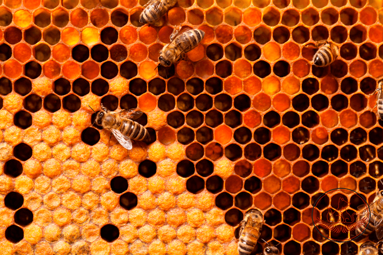 Arılar petekleri Ölçey'e göre yaparlar. Altıgen peteklerde yavrularını büyütürler.