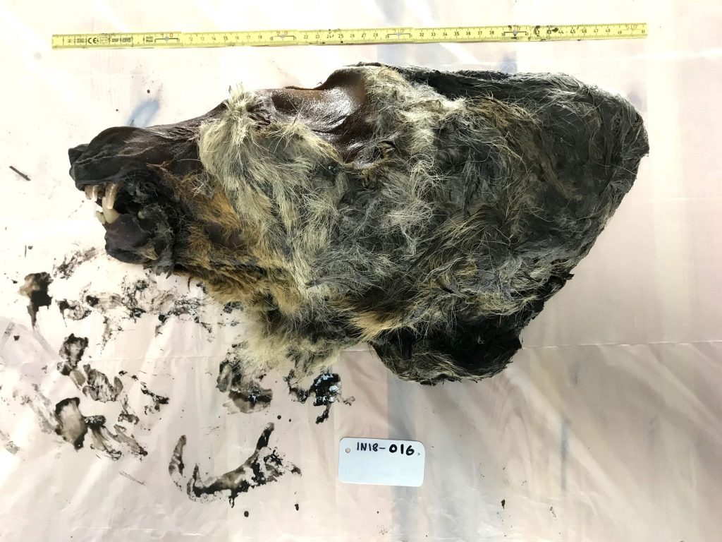 32 bin yıllık Yakutya bölgesinde bulunan kurt kafası