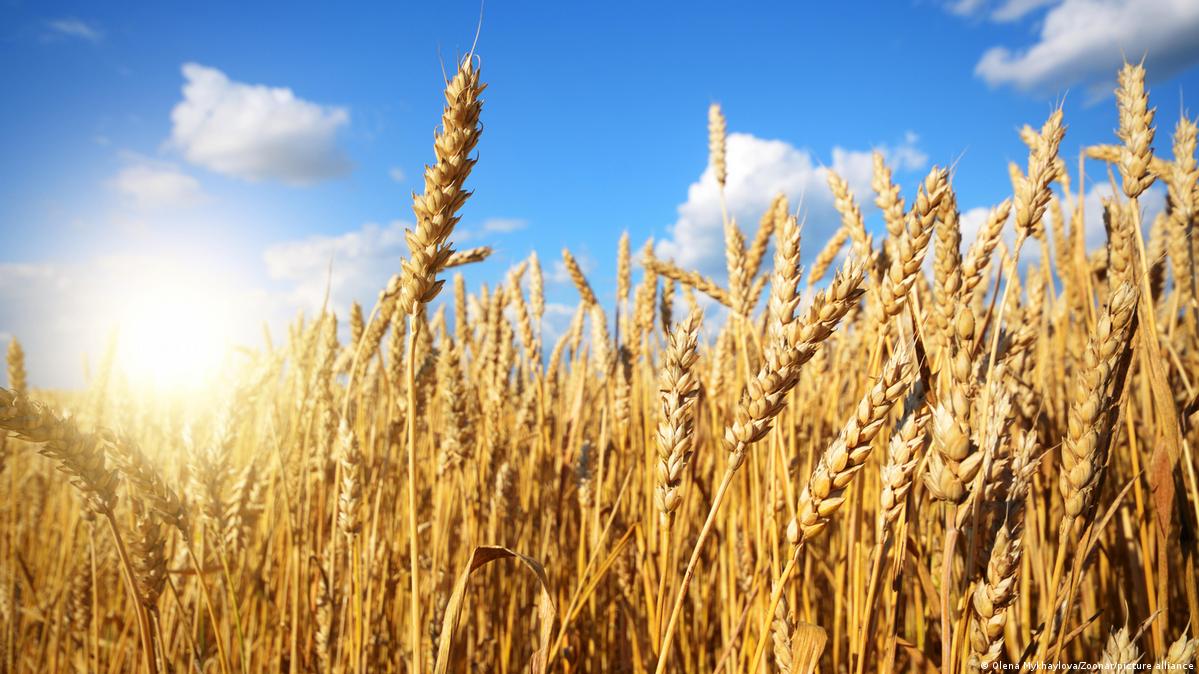 Ömür Harmanşah, "7 bin yıllık buğday safsatadan ibaret"