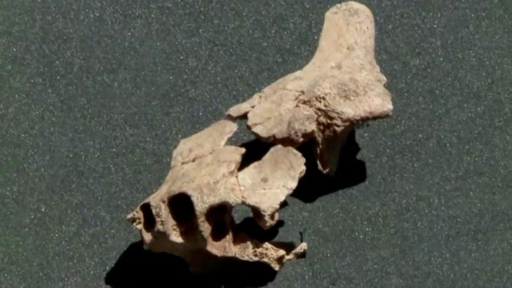 Atapuerca Dağları'nda bulunan 1.4 milyon yaşındaki çene kemiği