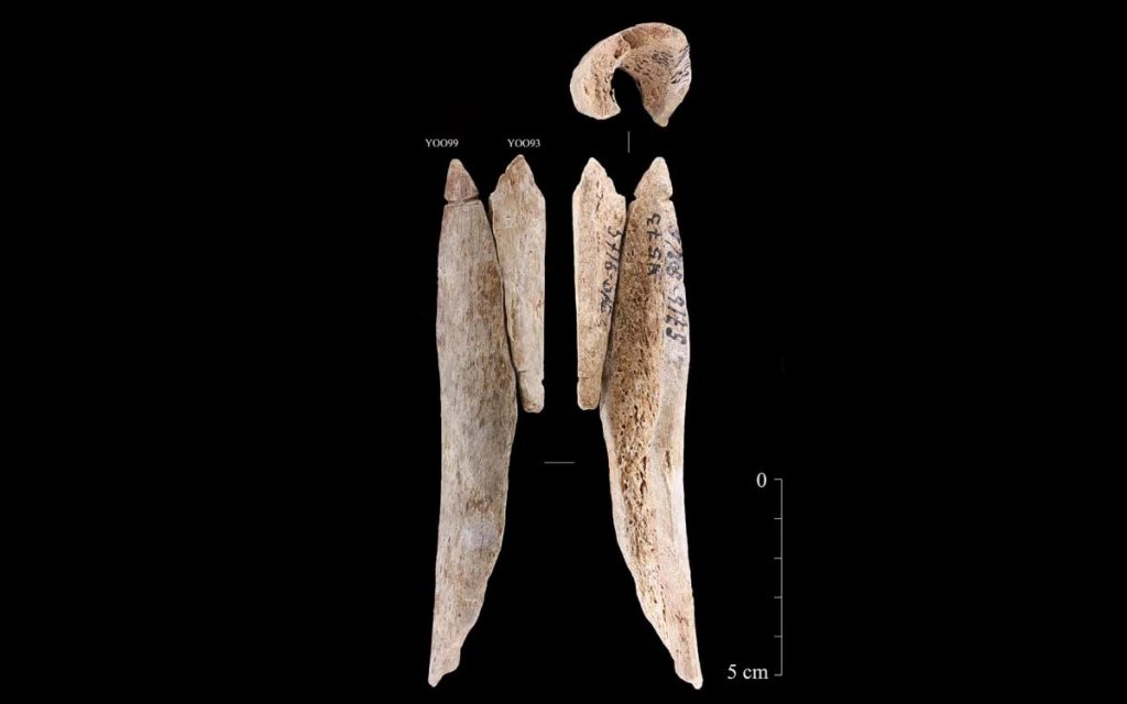 Aynı insan uyluk kemiğinden yapılmış iki kolye. Fotoğraf: Anna Malyutina/ Peter the Great Museum od Antropoloji ve Etnografya (Kunstkamera)