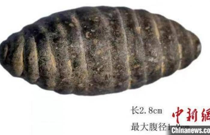 Kuzey Çin'de keşfedilen 5 bin 200 yıllık taş oyma ipekböceği krizali