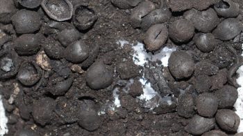 Tavşanlı Höyük kazılarında bulunan 4 bin 200 yıllık fındık kabukları