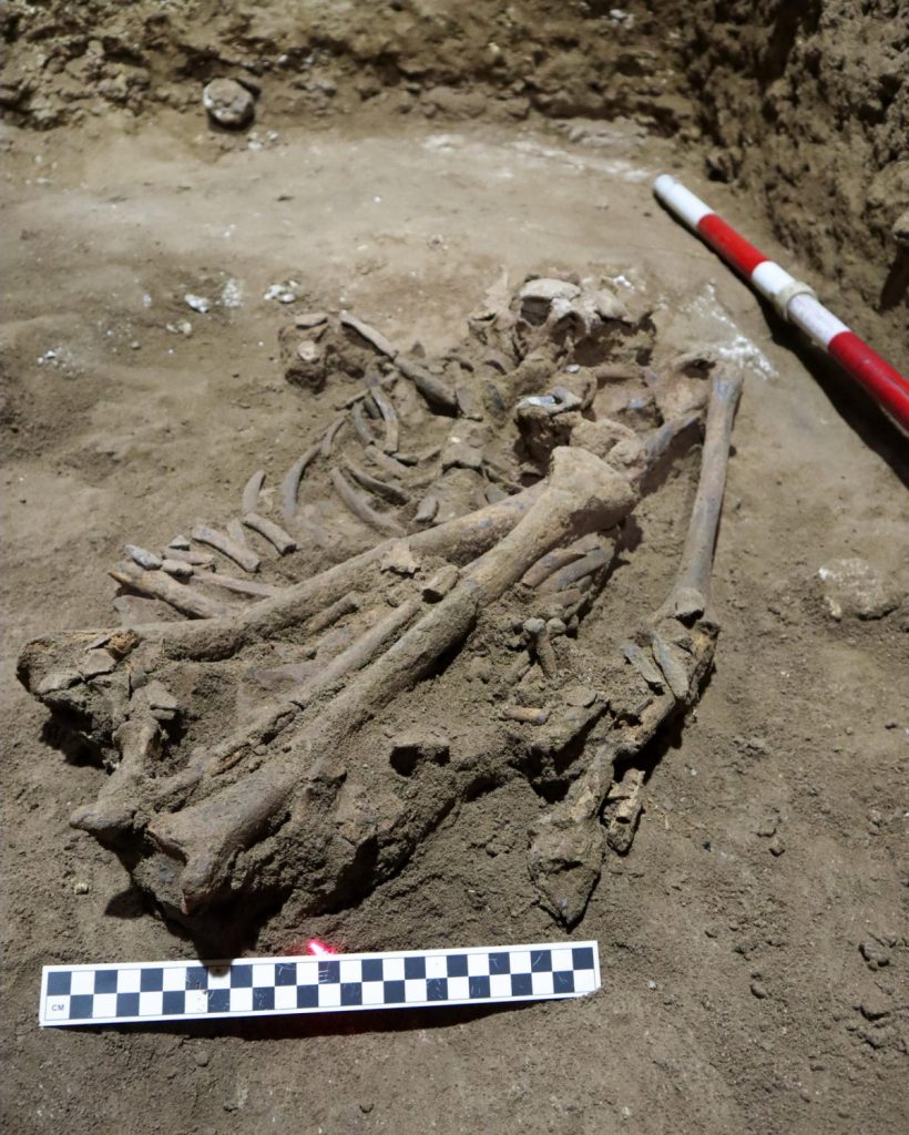 Borneo'da bulunan, yaklaşık 31.000 yıl öncesine tarihlenen ve Doğu Kalimantan, Borneo, Endonezya'daki bir mağarada görüntülenen insan iskeleti, 4 Mart 2020'de fotoğraflandı. 31.000 yıllık kalıntılar, henüz keşfedilen amputasyon için en eski kanıttır. Fotoğraf Tim Maloney / Griffith Üniversitesi'nin AP aracılığıyla izniyle