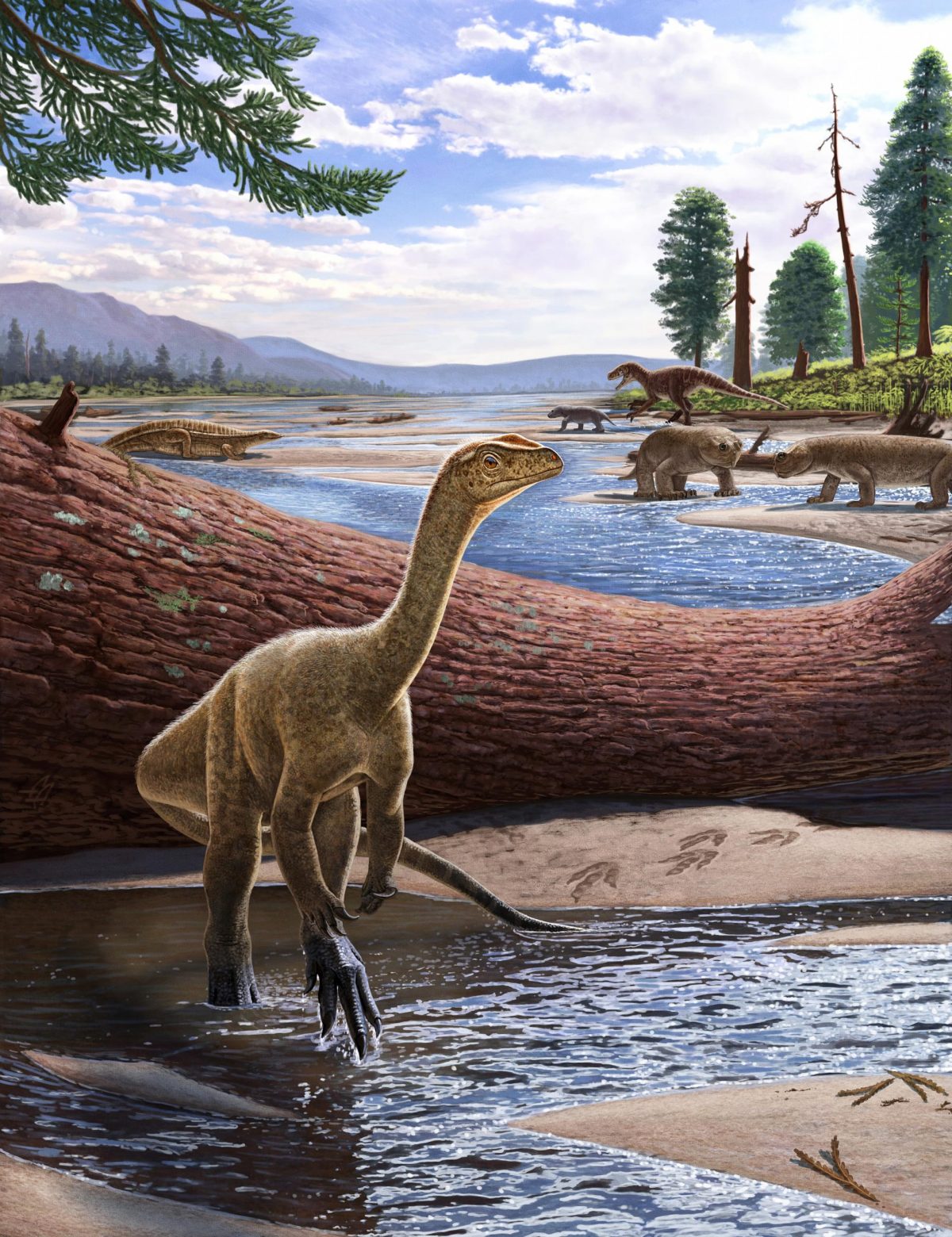 Mbiresaurus raathi(ön planda) sanatsal rekonstrüksiyonu ve arka planda Zimbabwe hayvan topluluğunun geri kalanı. İki rhynchosaur (ön sağda), bir aetosaur (solda) ve bir cynodont'u kovalayan bir herrerasaurid dinozoru (sağ arkada) içerir.