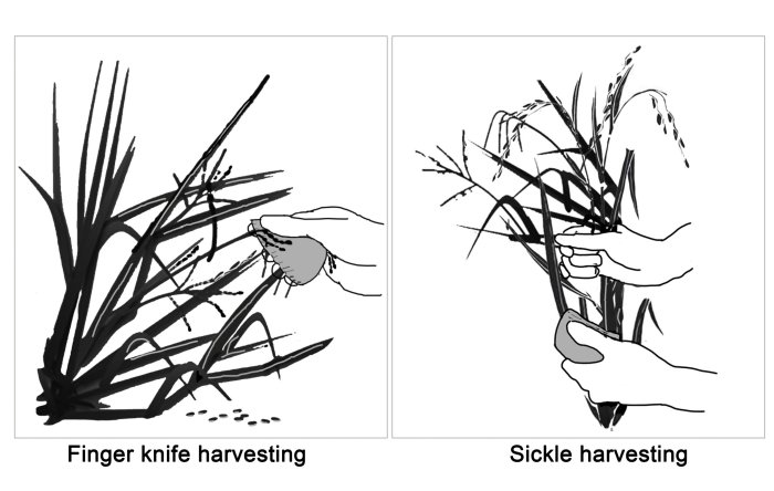 Pirinç hasat yöntemlerinin parmak bıçağı ve orak kullanılarak şematik gösterimi. Resim: Jiajing Wang
