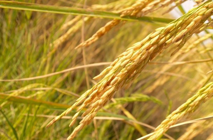 Yeni bir çalışma,10.000 yıl öncesine kadar uzanan pirinç hasadının en eski kanıtlarını sunuyor.