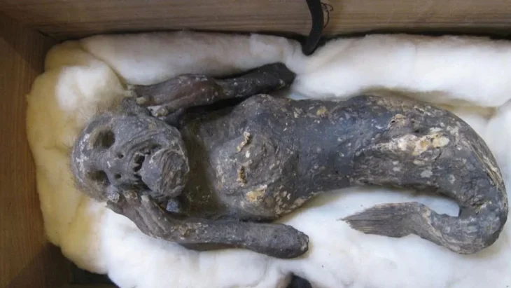 300 yıllık kutsal deniz kızı mumyasının gizemi çözüldü