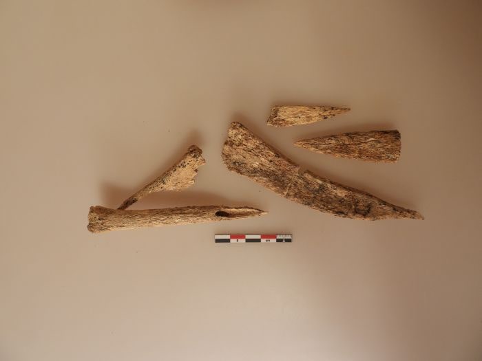 7 bin yıllık inek kanı içmek için kullanılan kemik aletler