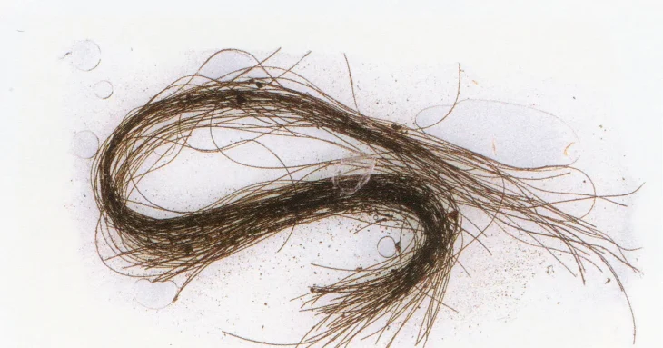 İspanya'da bulunan saç telleri Avrupa'daki eski uyuşturucu kullanımını gösterdi