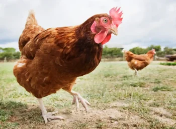 Japonya'da tavuk 6.000 yıl önce yetiştirilmeye başladı