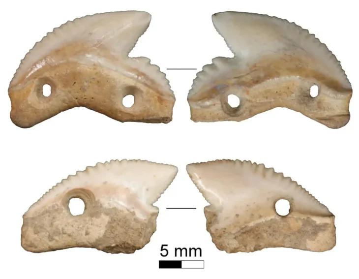 Arkeologlar, Endonezya'da 7.000 yıllık kaplan köpekbalığı dişi bıçakları keşfetti