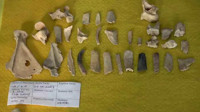 Oluz Höyük 2500 yıllık kemik parçaları