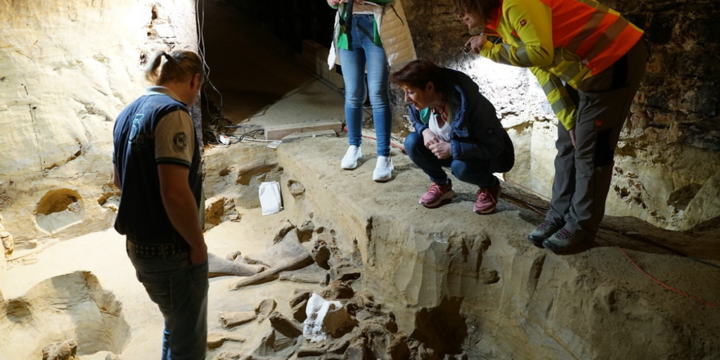 Şarap üreticisi mahzeninde 40.000 yıllık mamut kemikleri keşfetti