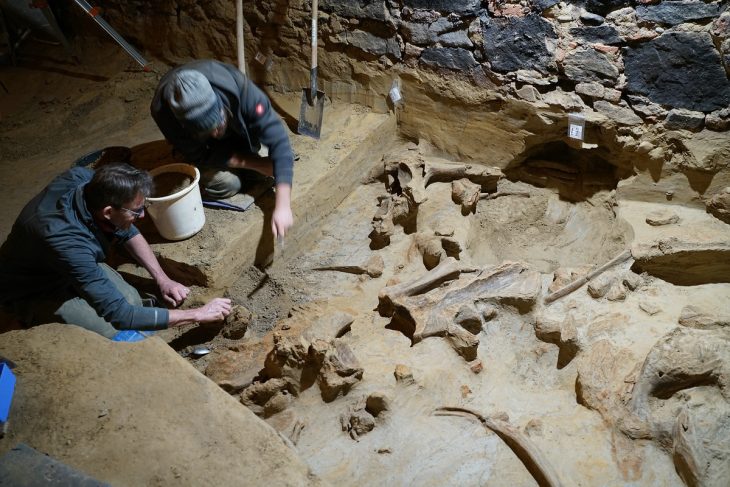 Şarap üreticisi mahzeninde 40.000 yıllık mamut kemikleri keşfetti