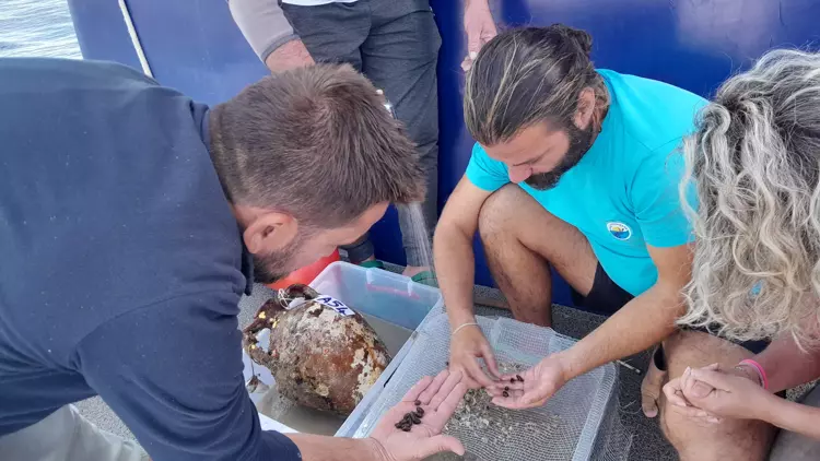 Akdeniz Sularında Batan Gazze Batığında 1100 Yıllık Zeytin Çekirdekleri Keşfedildi