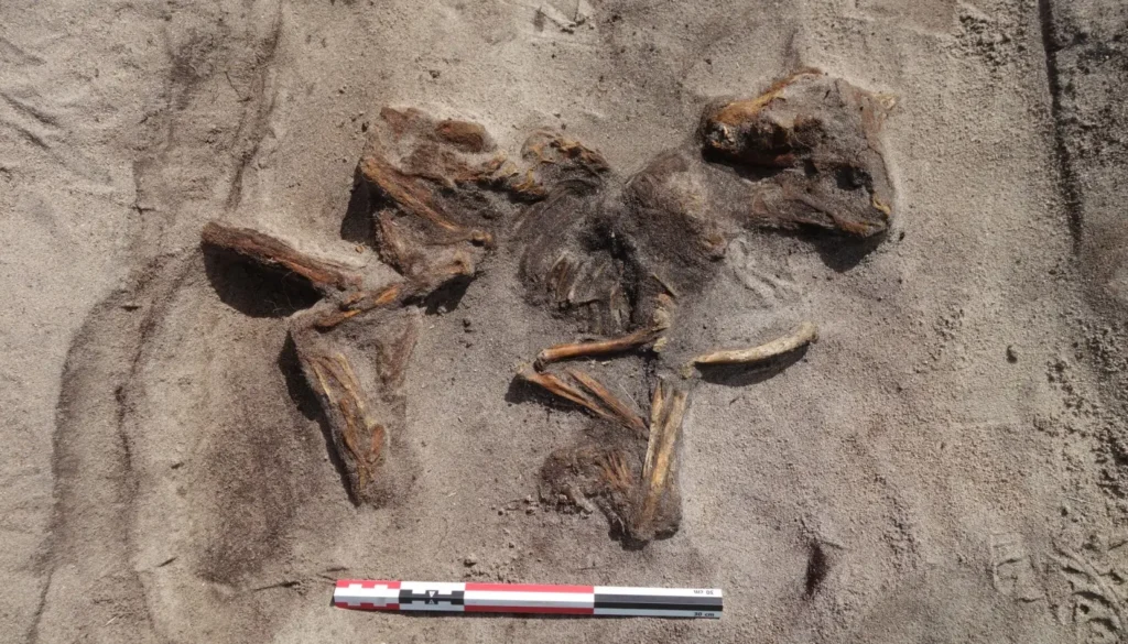 Viking Çağı’ndan Kuzey Norveç’te Nadir Bir Kadın Mezar Keşfi: Köpeğiyle Yan Yana Defnedildi