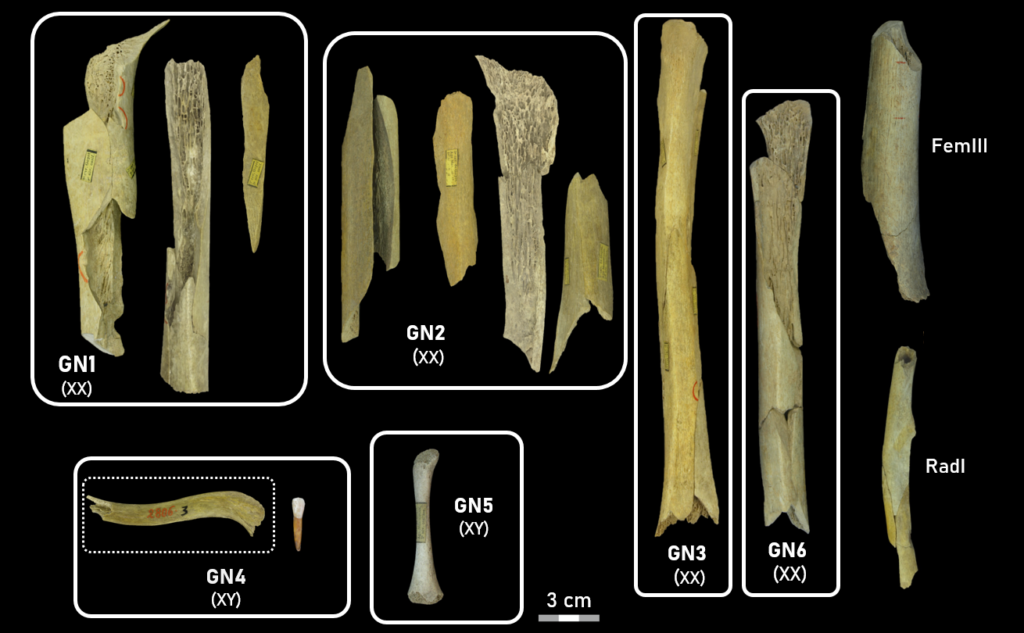 Yeni Çalışma, Neandertallerin Dışarıdan Gelen Kadınları Ritüel Amaçlı Olarak Hedef Aldığını Ortaya Koydu