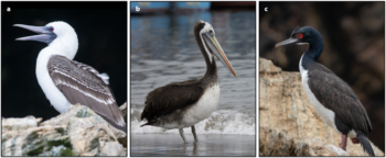 Chincha Krallığı’nın Yükselişinde Deniz Kuşu Gübresi Etkili Oldu