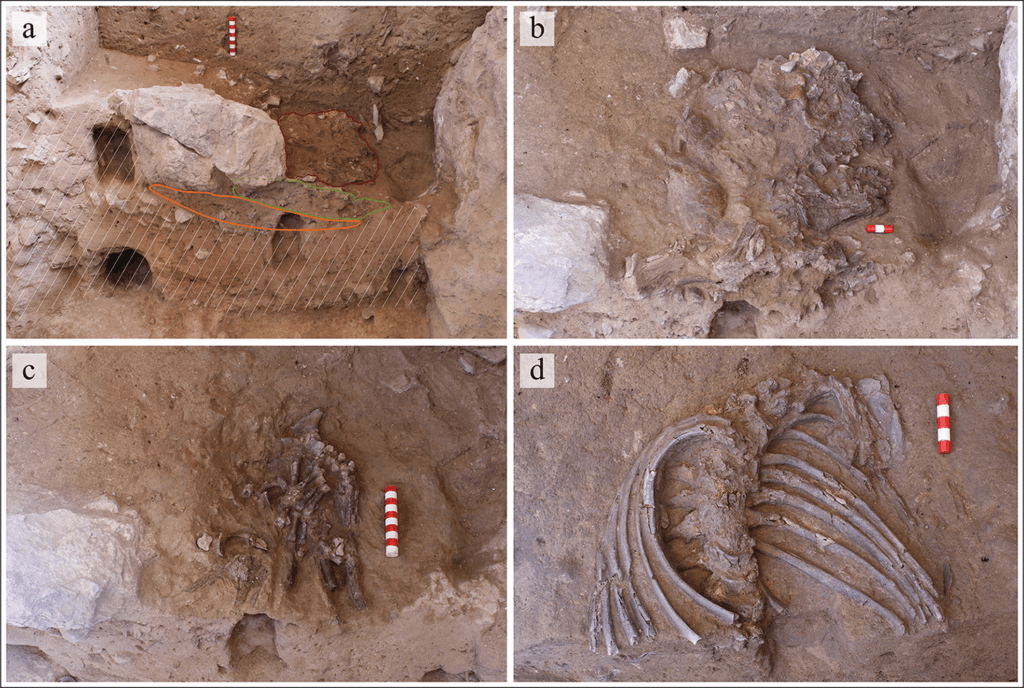 75 Bin Yıllık Ezilmiş Neandertal Kafatası Bilim İnsanlarının Elinde Yeniden Okunabilir Hale Geldi